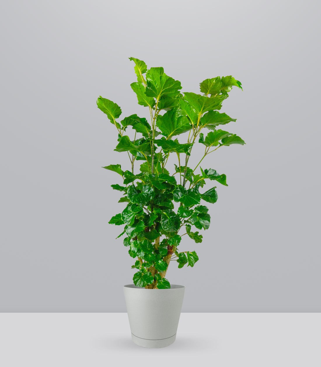 Polyscias Scutellaria | 85 cm