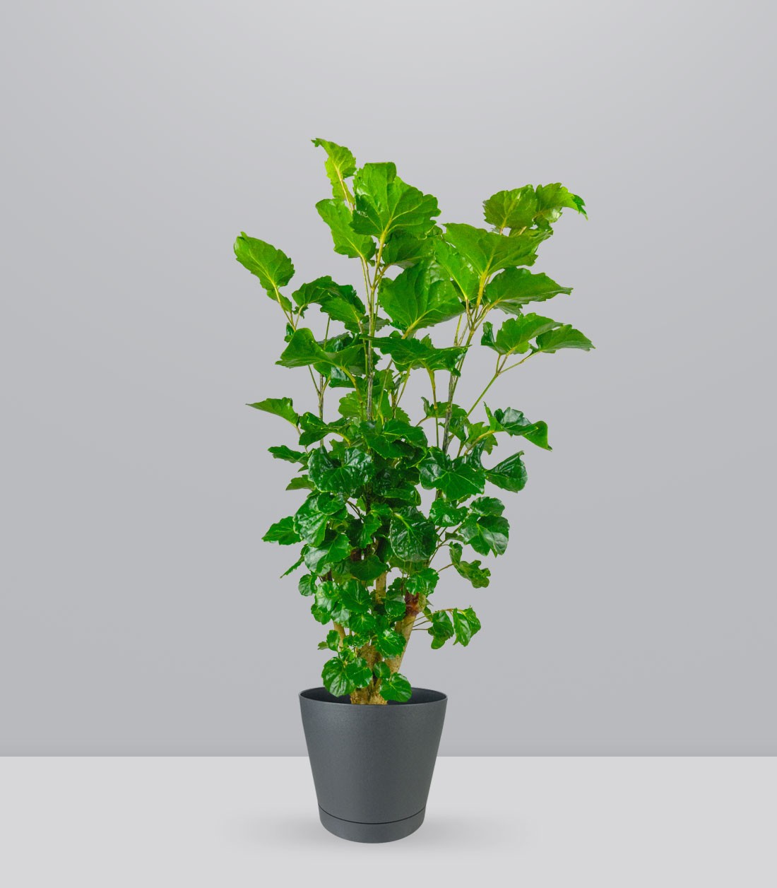 Polyscias Scutellaria | 85 cm