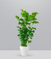 Polyscias Scutellaria | 85 cm