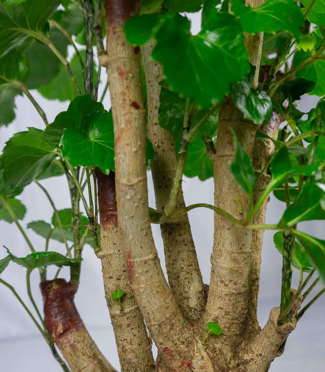 Polyscias Scutellaria | 85 cm