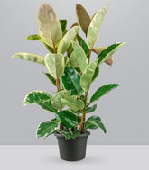 Ficus elastica Tineke