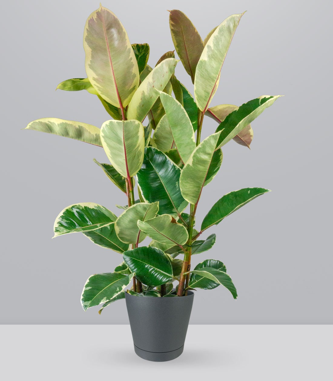 Ficus elastica Tineke