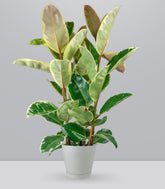 Ficus elastica Tineke