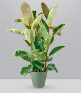 Ficus elastica Tineke