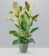 Ficus elastica Tineke