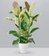 Ficus elastica Tineke