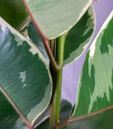 Ficus elastica Tineke