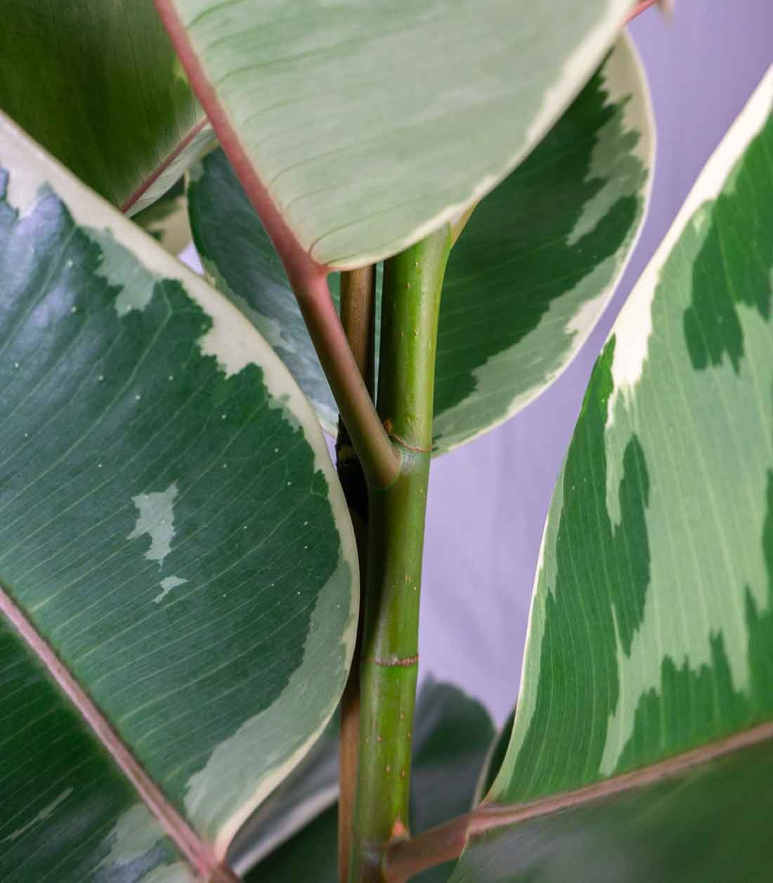 Ficus elastica Tineke