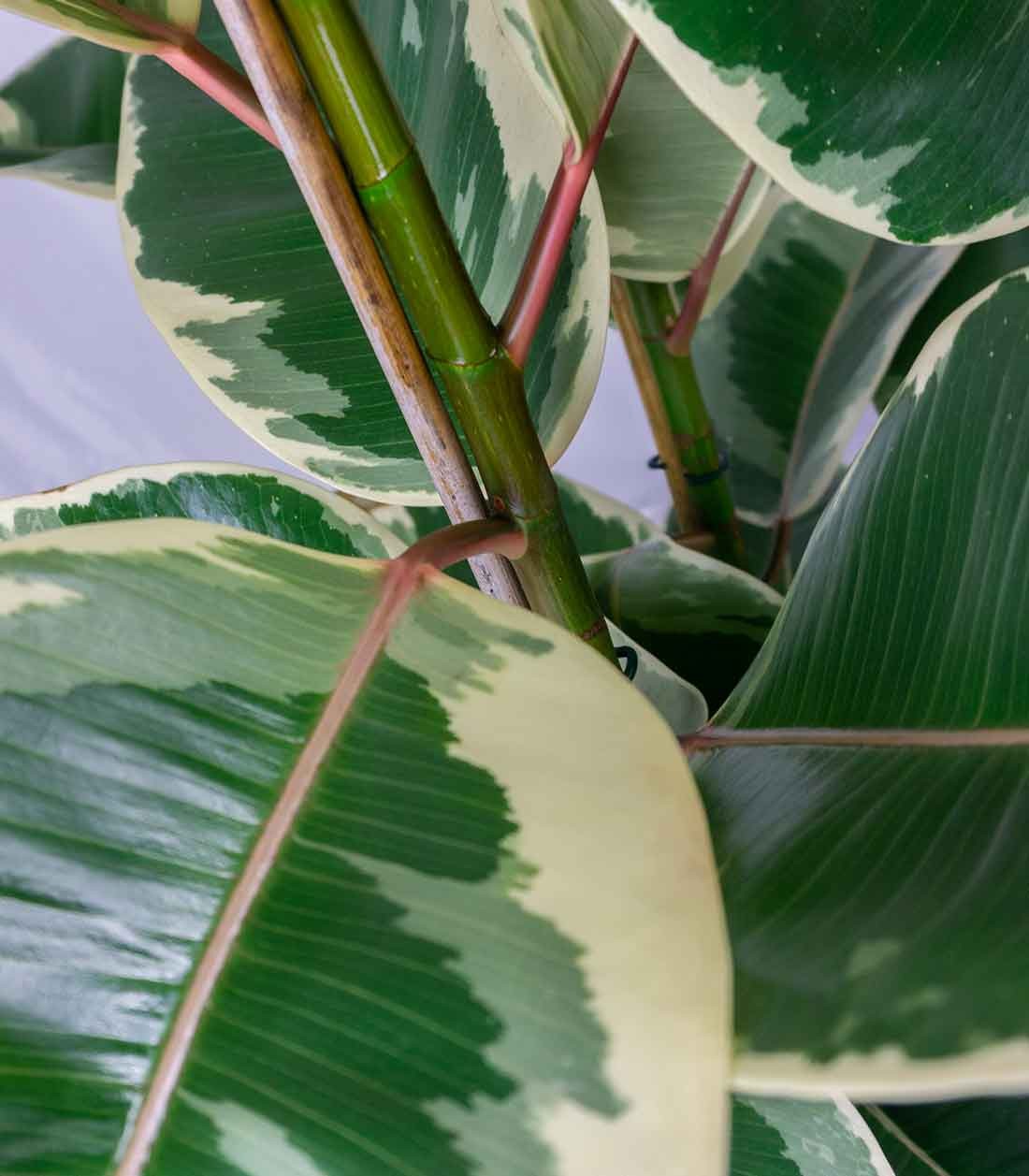 Ficus elastica Tineke