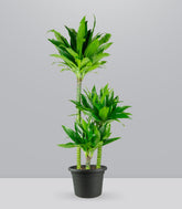 Dracena Green Jewel
