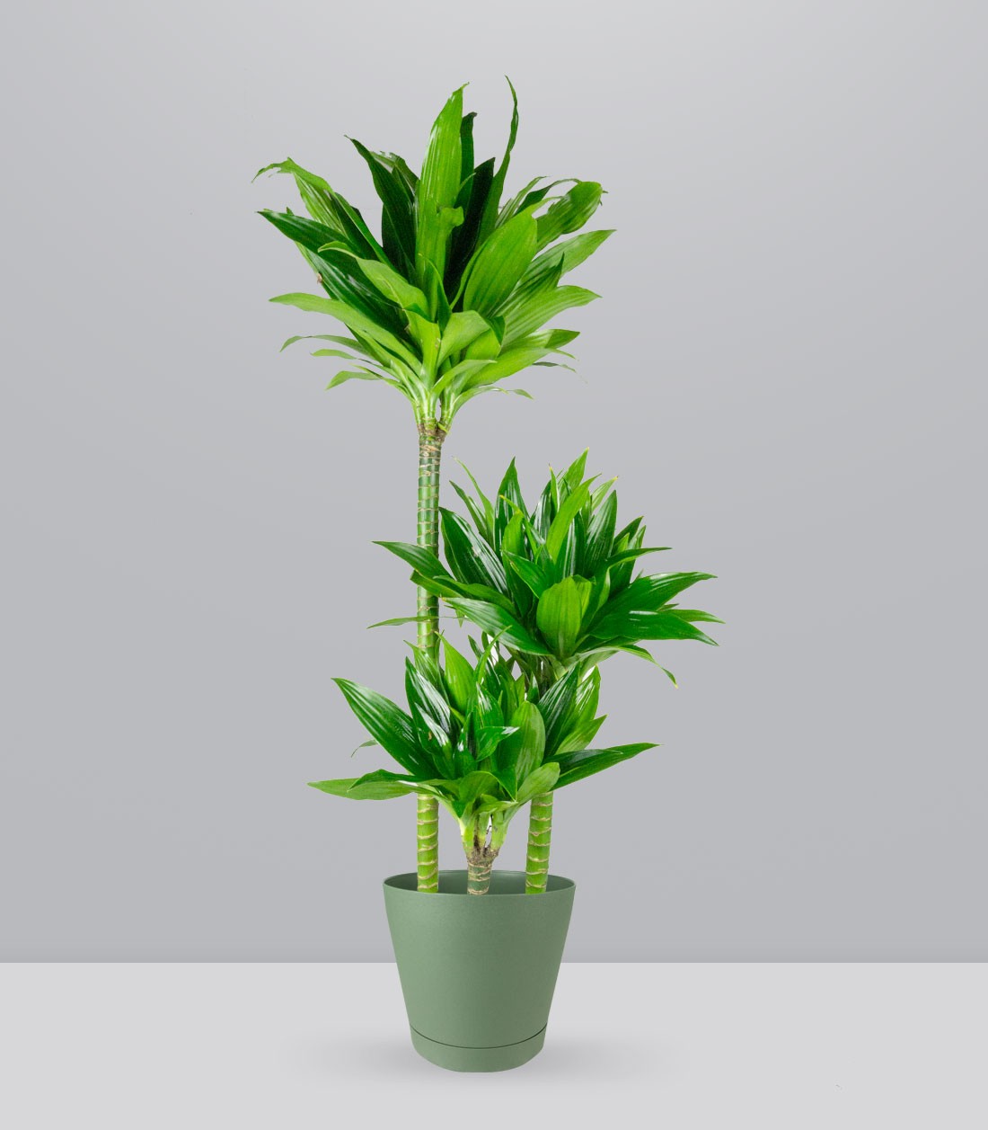 Dracena Green Jewel
