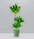 Dracena Green Jewel