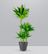 Dracena Green Jewel