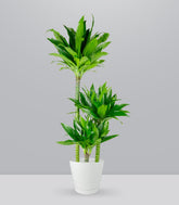 Dracena Green Jewel