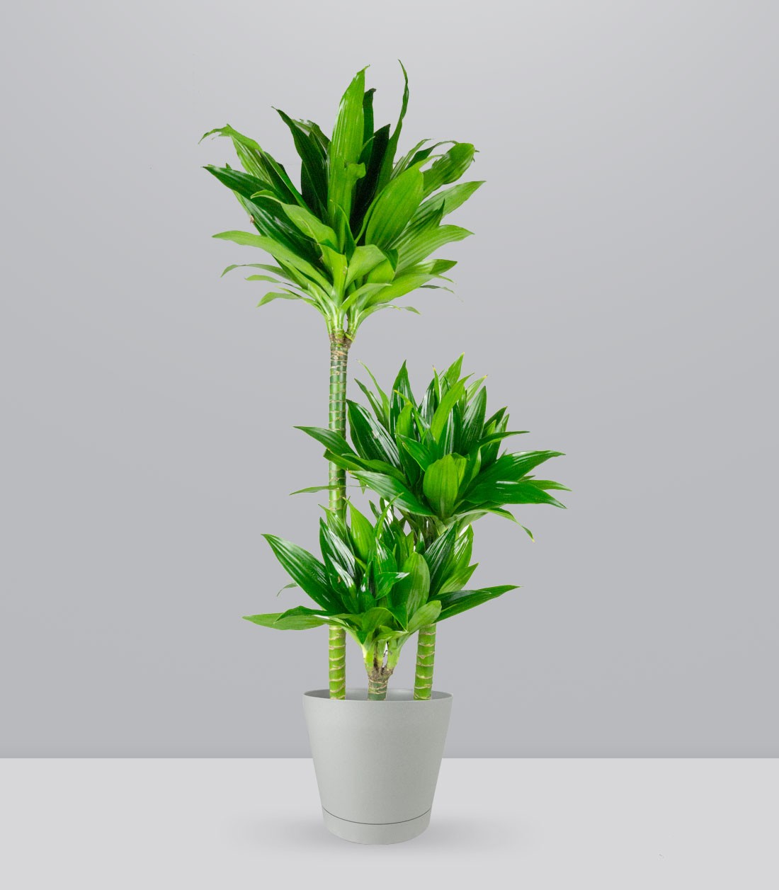 Dracena Green Jewel
