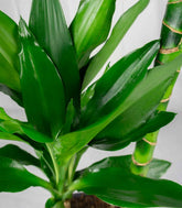 Dracena Green Jewel
