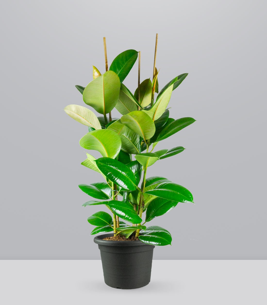 Ficus elastica 105 cm