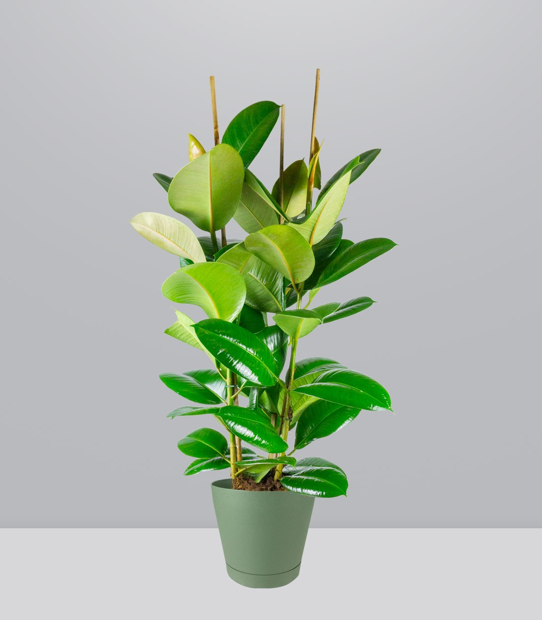 Ficus elastica 105 cm