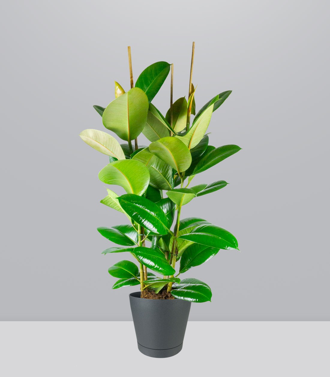 Ficus elastica 105 cm