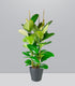 Ficus elastica 105 cm