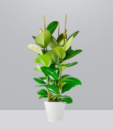 Ficus elastica 105 cm