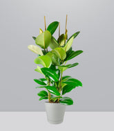 Ficus elastica 105 cm