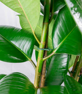 Ficus elastica 105 cm