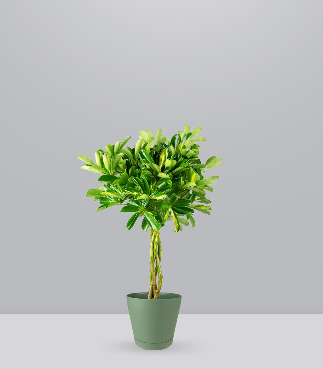 Schefflera variegata | 70 cm