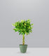 Schefflera variegata | 70 cm
