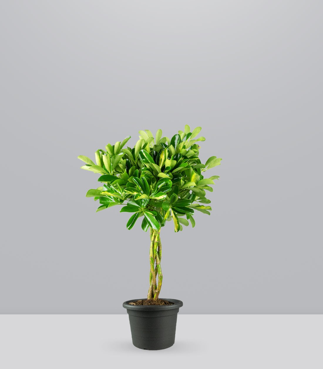 Schefflera variegata | 70 cm