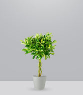Schefflera variegata | 70 cm