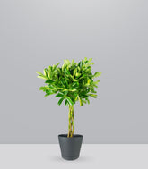 Schefflera variegata | 70 cm