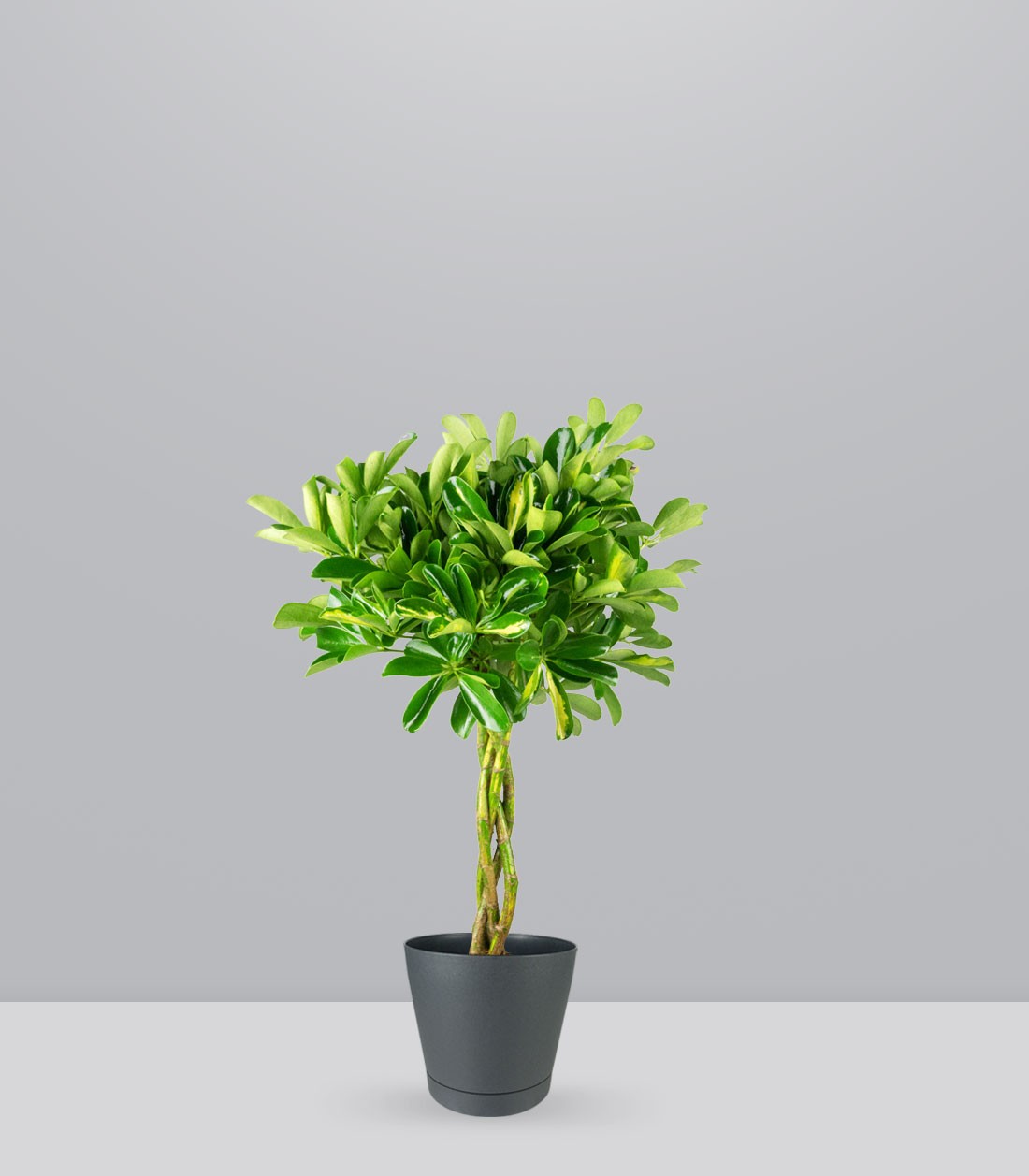Schefflera variegata | 70 cm