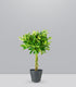 Schefflera variegata | 70 cm