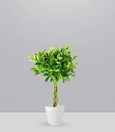 Schefflera variegata | 70 cm