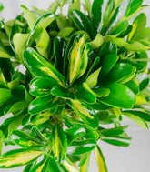 Schefflera variegata | 70 cm