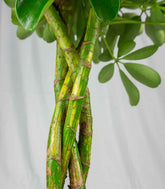 Schefflera variegata | 70 cm