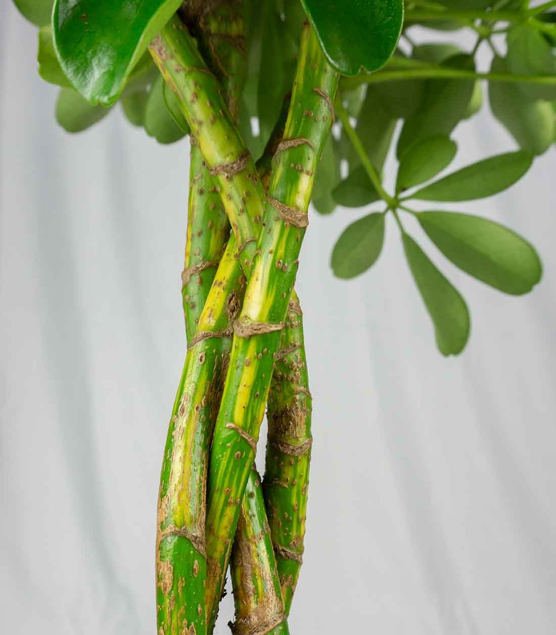 Schefflera variegata | 70 cm