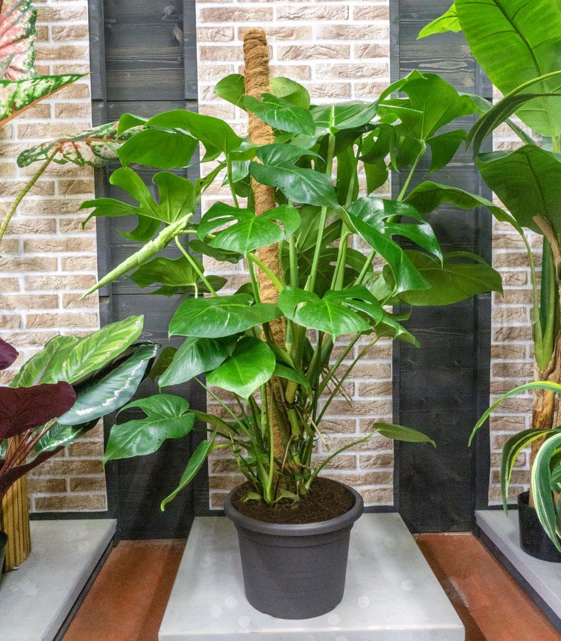 Filodendro Monstera, pianta alta 