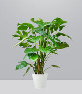 Filodendro Monstera, pianta alta 