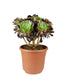 Aeonium Atropurpureum