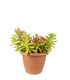 Crassula Capitella Campfire