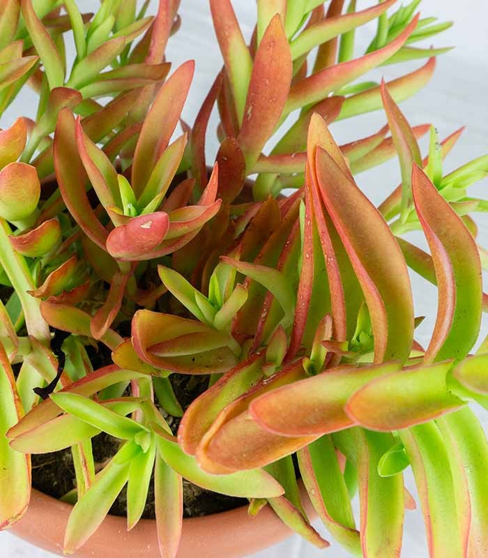 Crassula Capitella Campfire