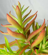 Crassula Capitella Campfire