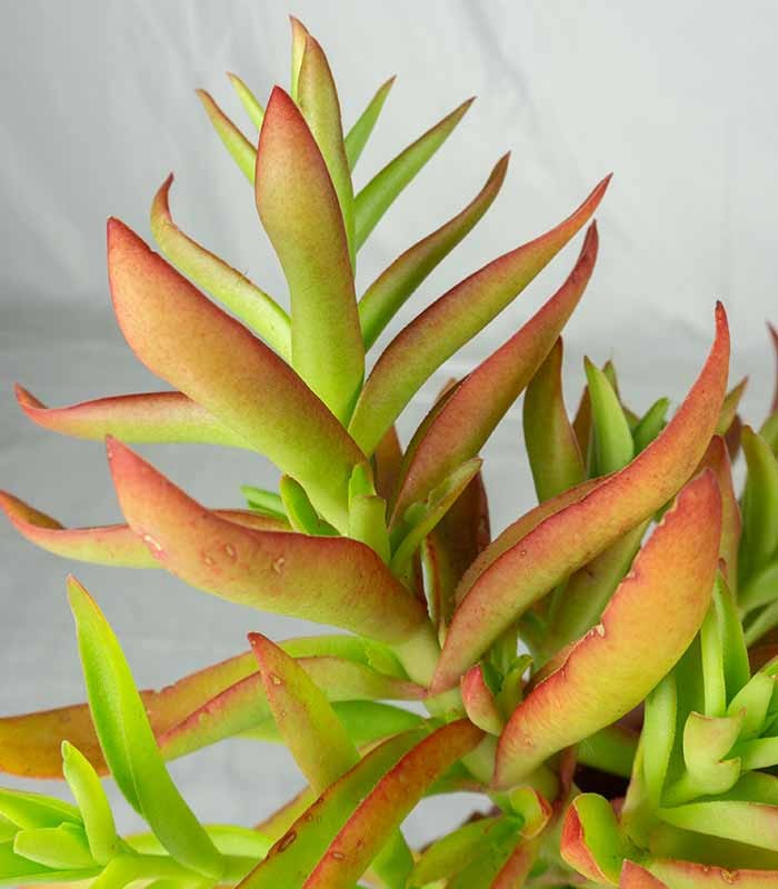Crassula Capitella Campfire