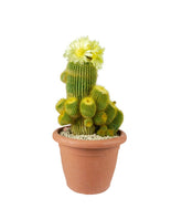 Notocactus leninghausii