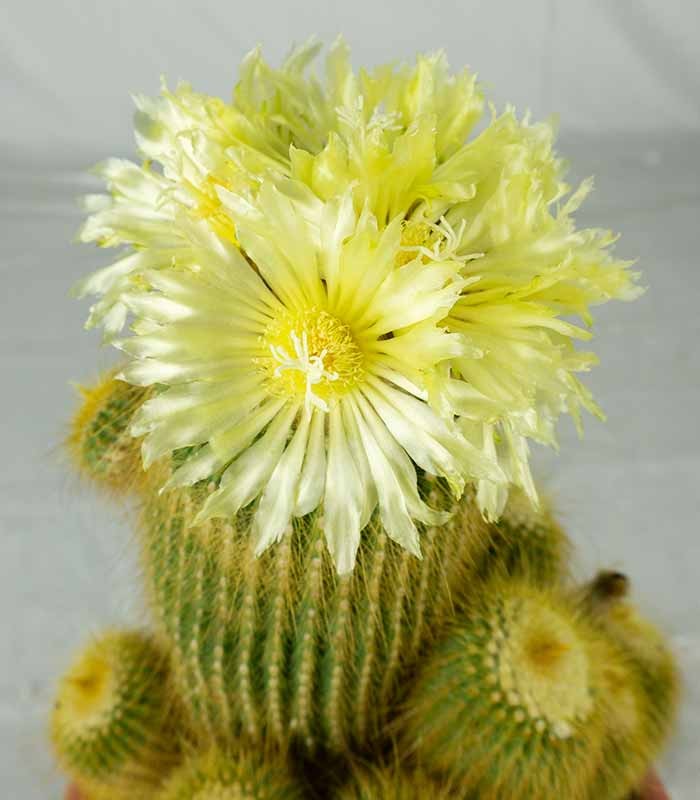 Notocactus leninghausii