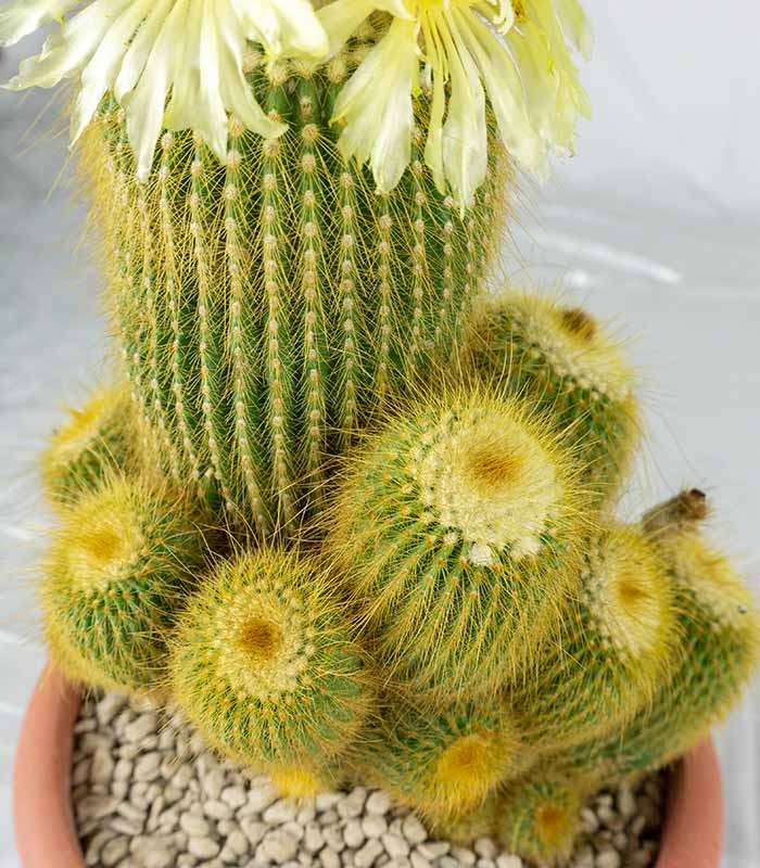Notocactus leninghausii