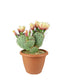 Opuntia violacea