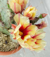 Opuntia violacea